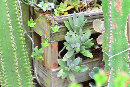 景天科多肉植物 12 景天科多肉植物 月之光 兔耳 多肉2