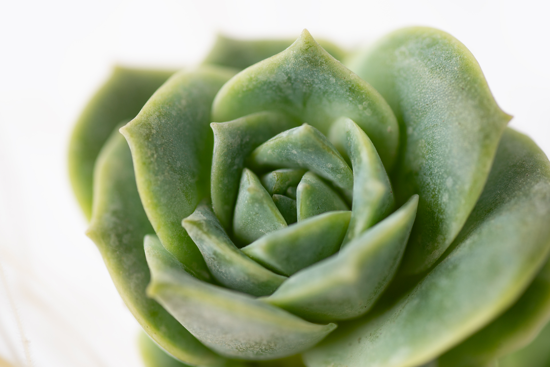 寵物友善植物推薦! 嚴選 8 種綠意到家 6 可愛玫瑰多肉特寫