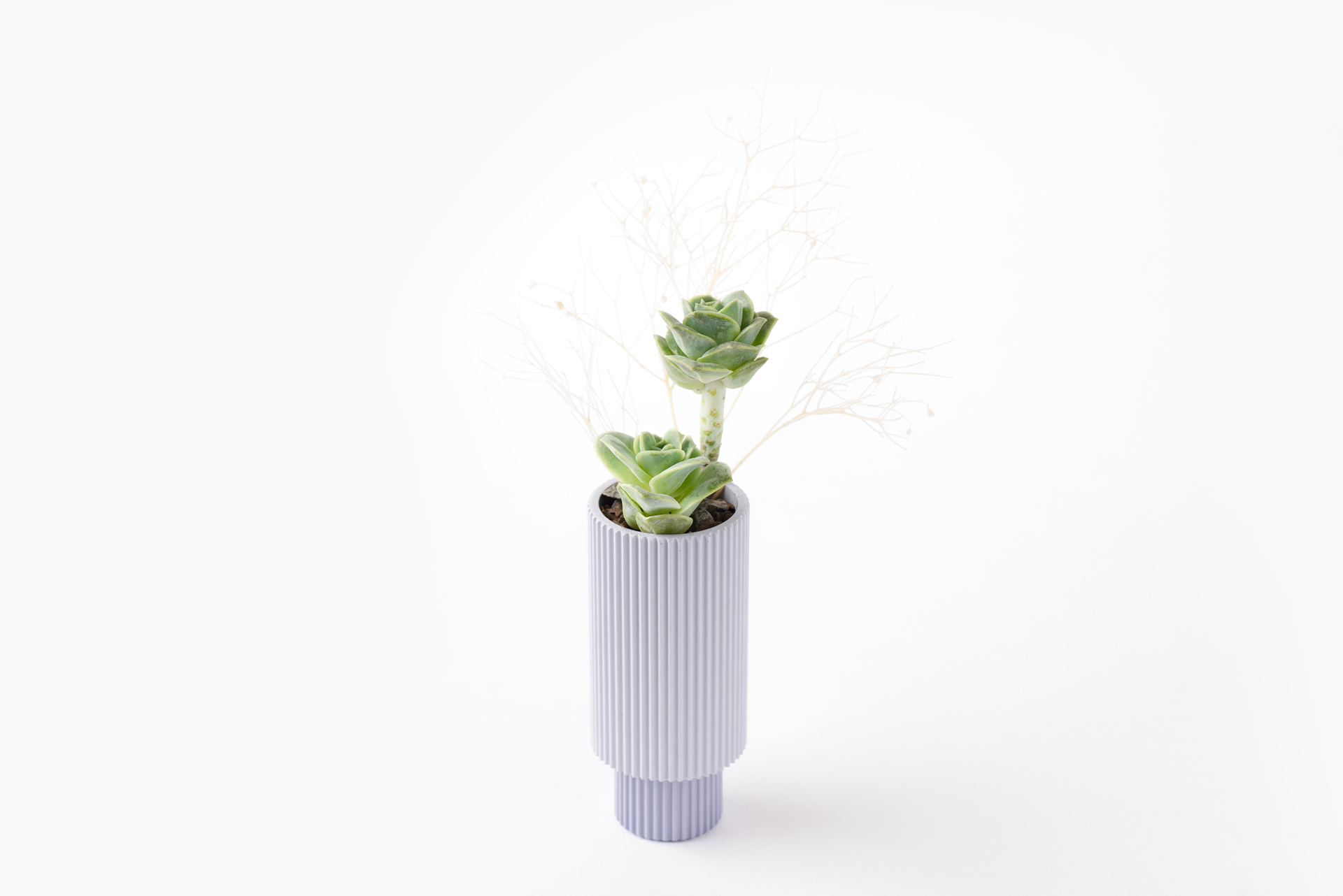 可愛玫瑰多肉植栽