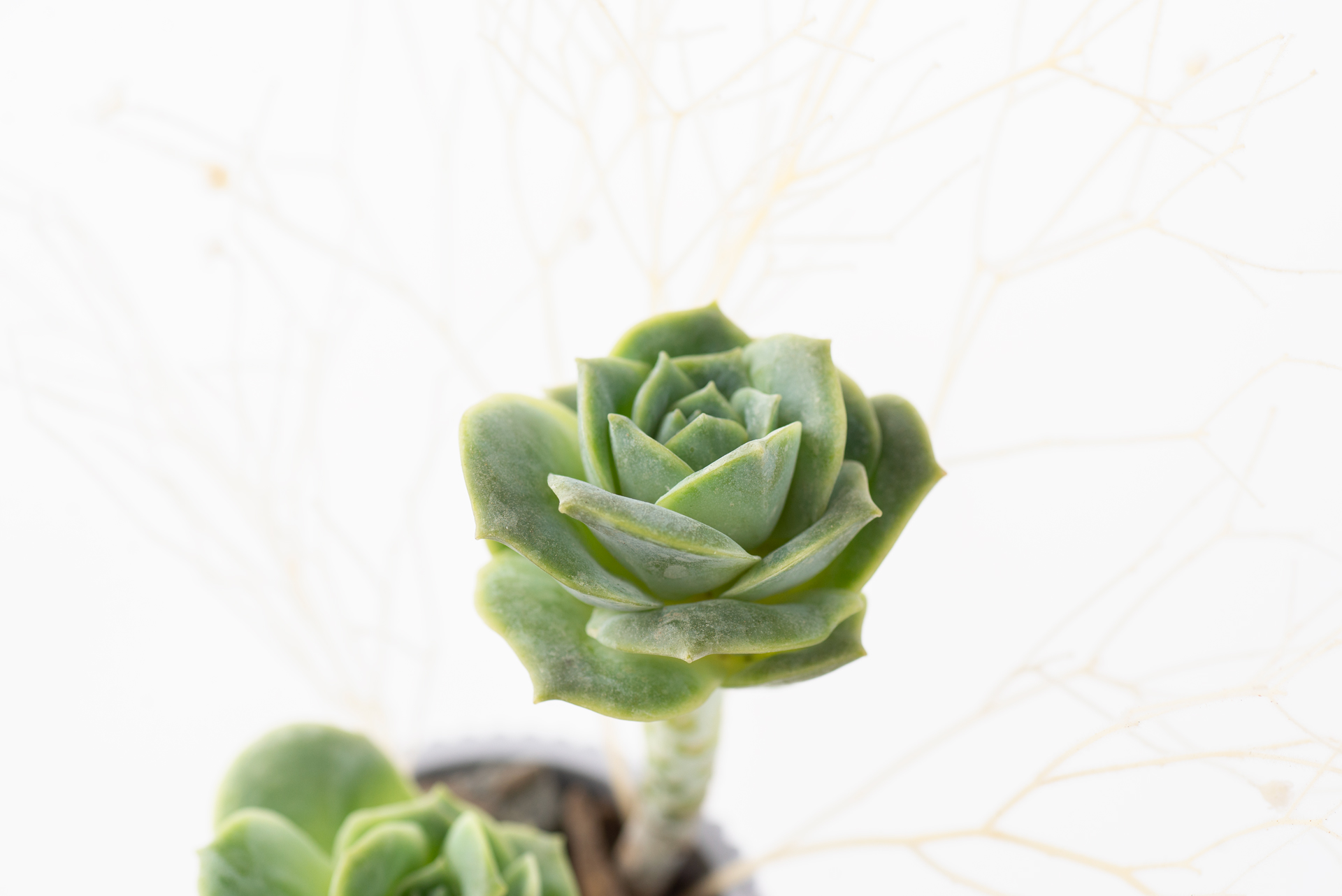 寵物友善植物推薦! 嚴選 8 種綠意到家 5 玫瑰樣子的多肉