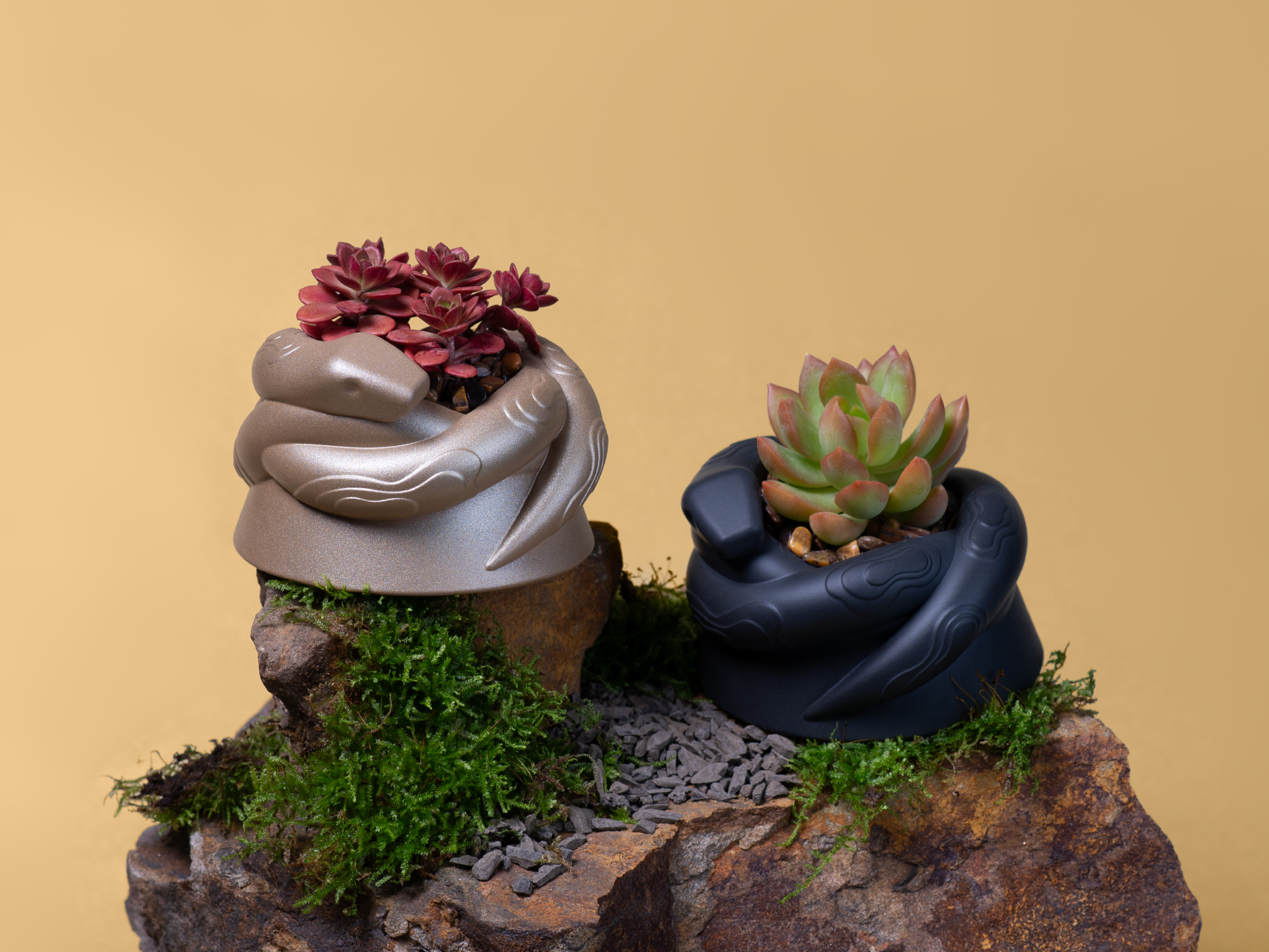 2025 春節禮盒送福蛇!造型植栽滿春意 4 有肉春節_送禮植栽盆_黑金_橫