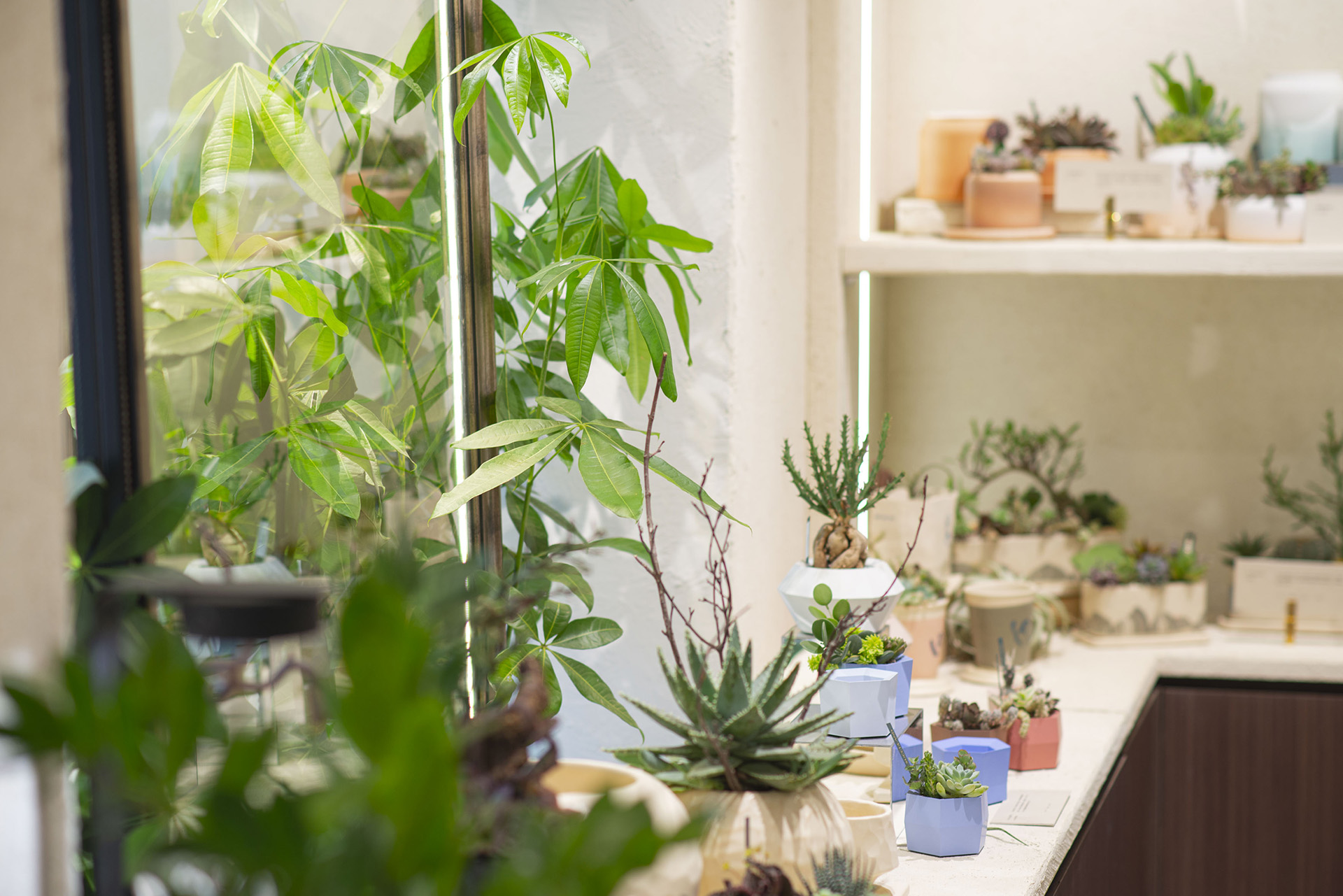 開幕送禮推薦盆栽！把最療癒的多肉植物搭配台灣設計師設計盆器，組合成的盆栽最適合開店送禮，圖為紅色的蘭花與水泥盆