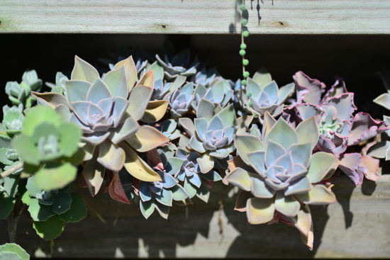 景天科多肉植物 42 景天科多肉植物 朧月