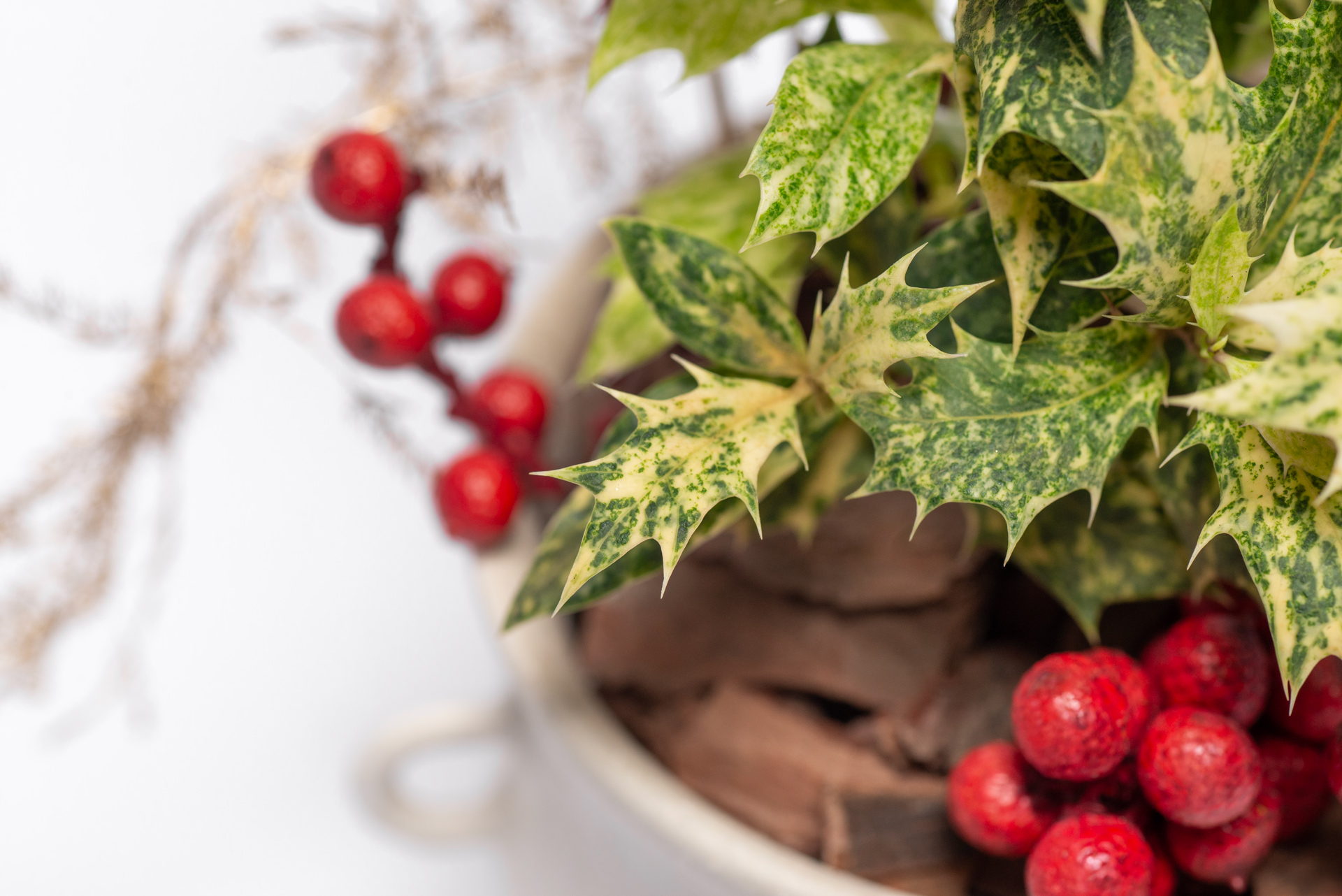 植物圖鑑:斑葉刺桂(斑葉冬青) 12 木樨屬-斑葉冬青刺桂斑葉細節
