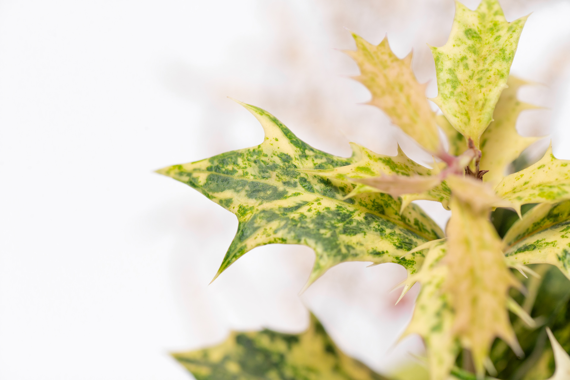 植物圖鑑:斑葉刺桂(斑葉冬青) 11 木樨屬-斑葉冬青刺桂-如冬青的刺葉