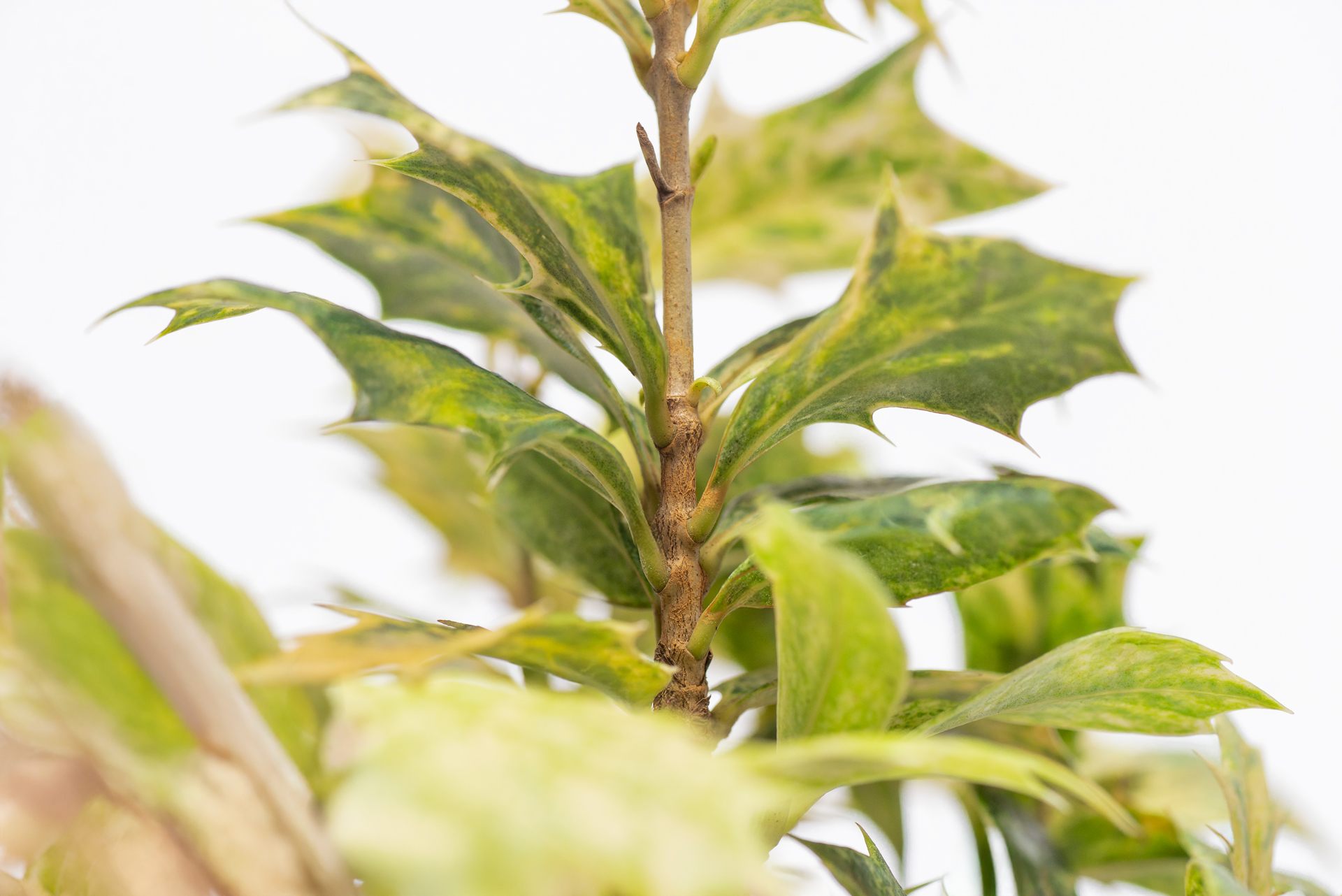 植物圖鑑:斑葉刺桂(斑葉冬青) 14 木樨屬-斑葉冬青刺桂-對生葉片