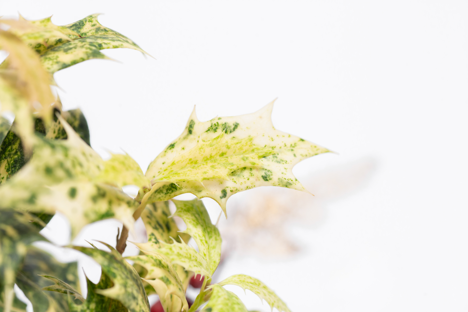 植物圖鑑:斑葉刺桂(斑葉冬青) 13 木樨屬-斑葉冬青刺桂-新葉顏色