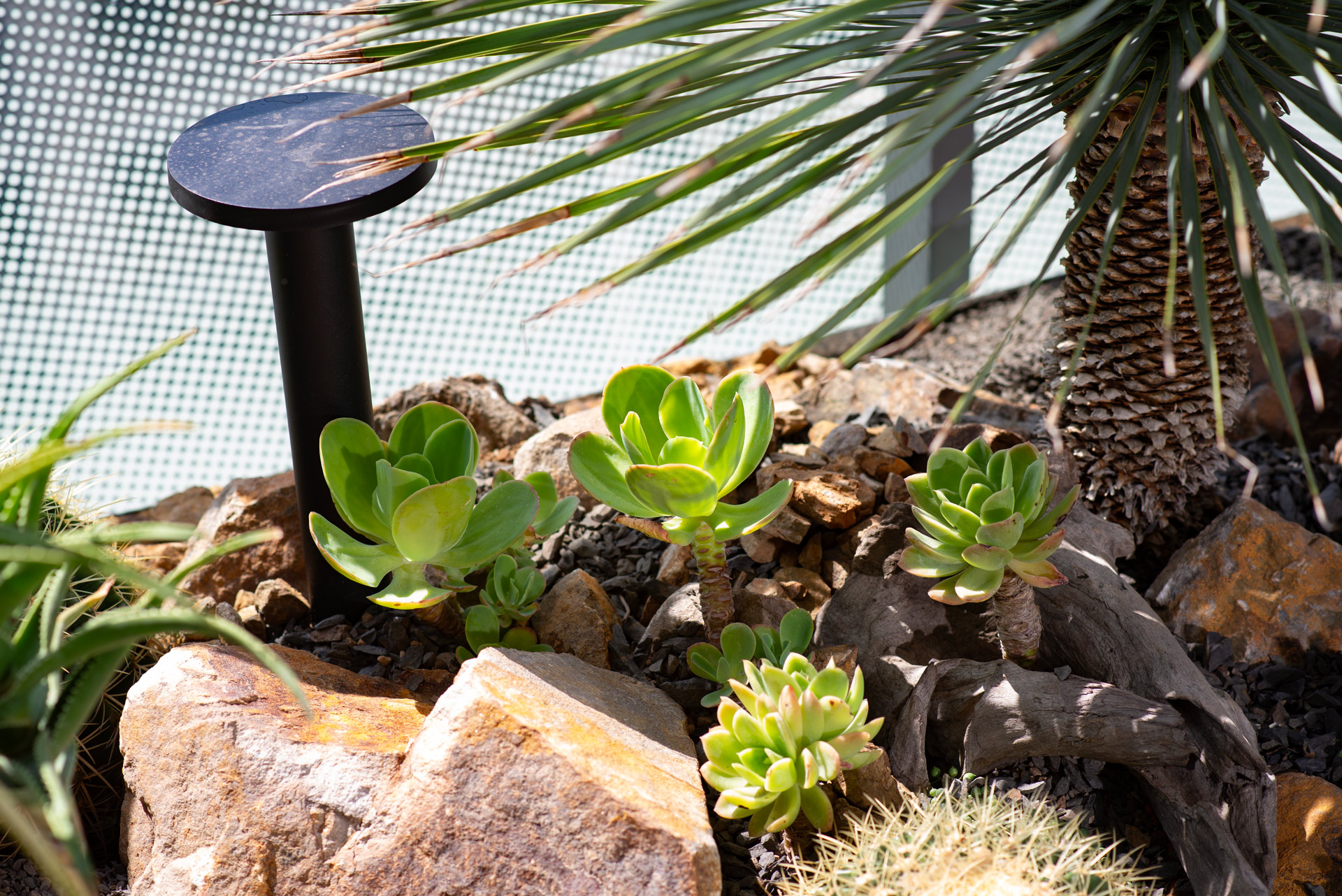 祝賀展覽順利 盆栽花籃怎麼挑選好? 14 祝賀展覽順利 盆栽花籃怎麼挑選好? 林口陽台造景by有肉00009