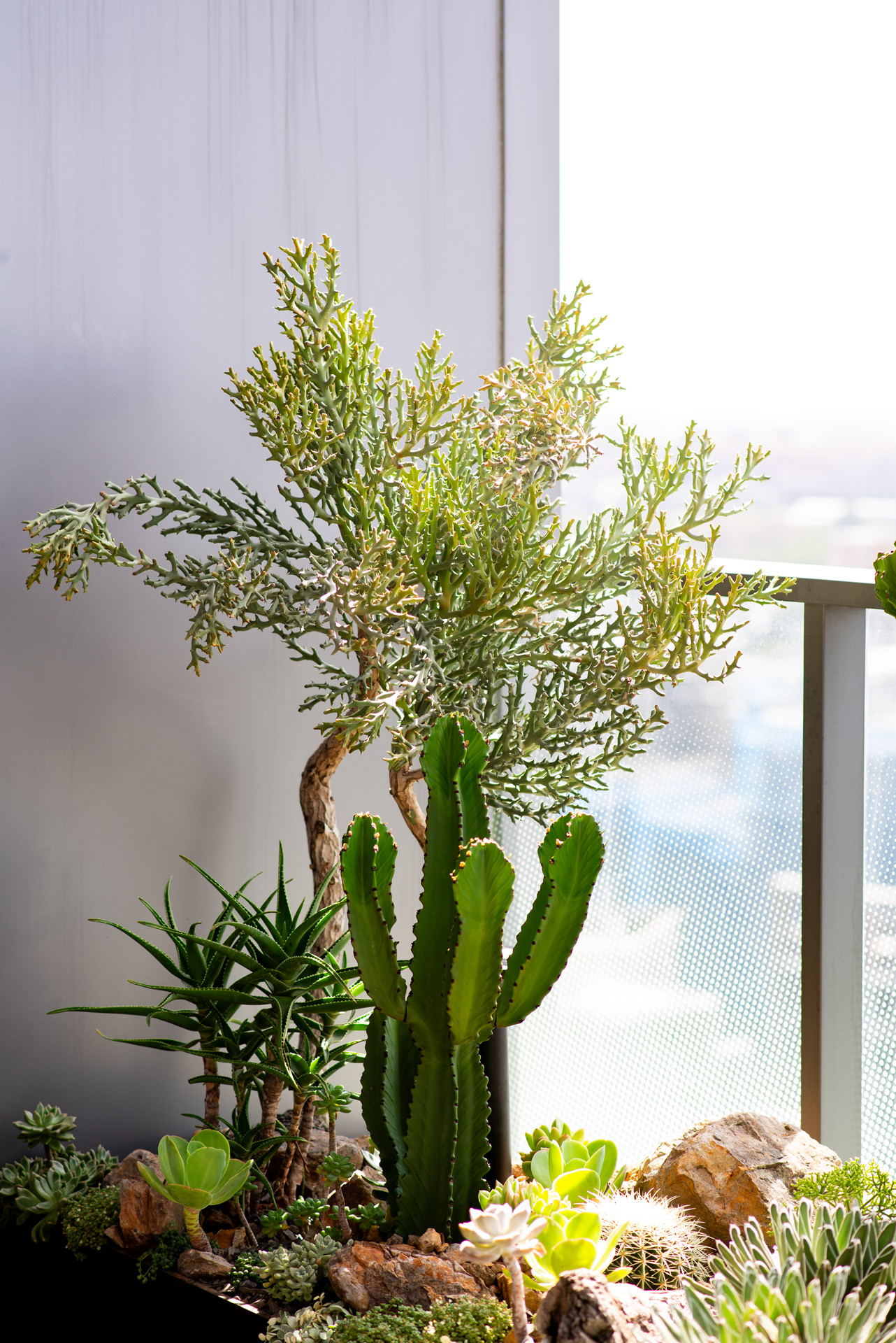 造景設計植物選定 造景設計植物選定