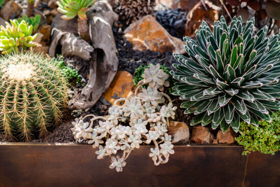 多種旱生植物的混合造景 多種旱生植物的混合造景