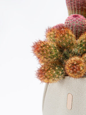 ウキウキ（Ukiuki）