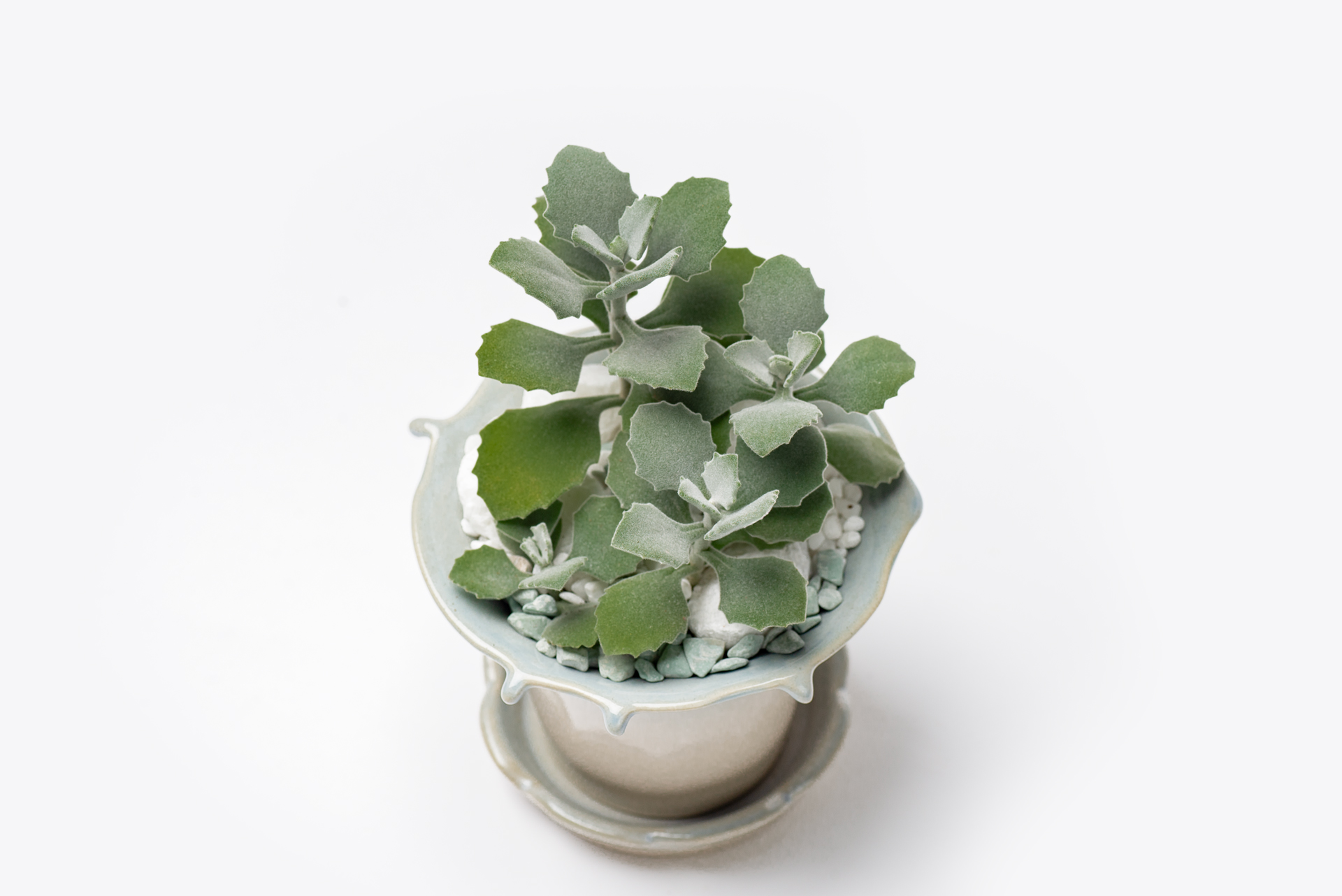 Kalanchoe millotii 千兔耳葉片頂端