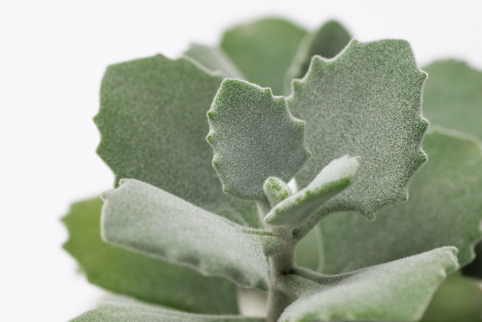 Kalanchoe millotii 千兔耳葉片鋸齒