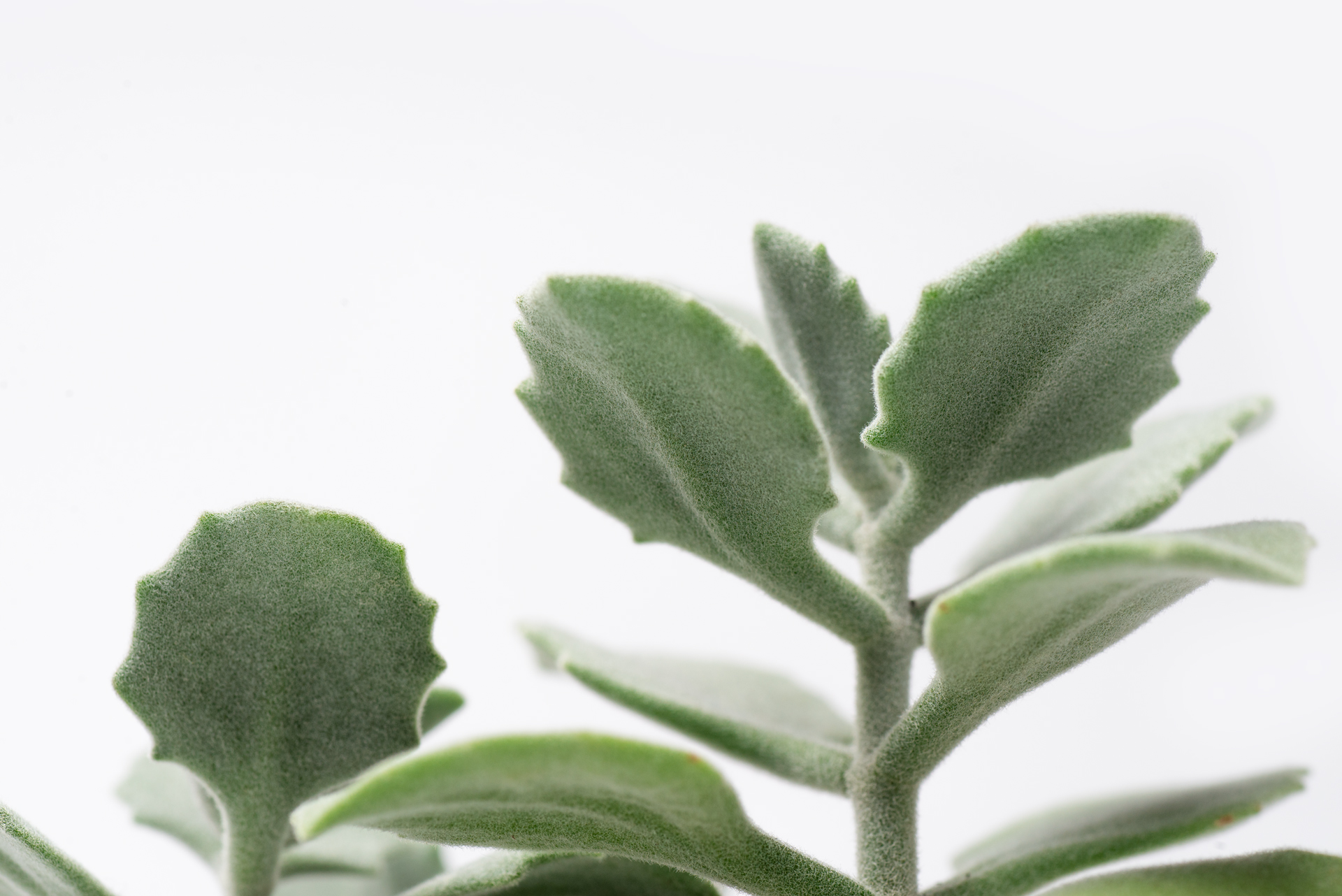 Kalanchoe millotii 千兔耳葉背