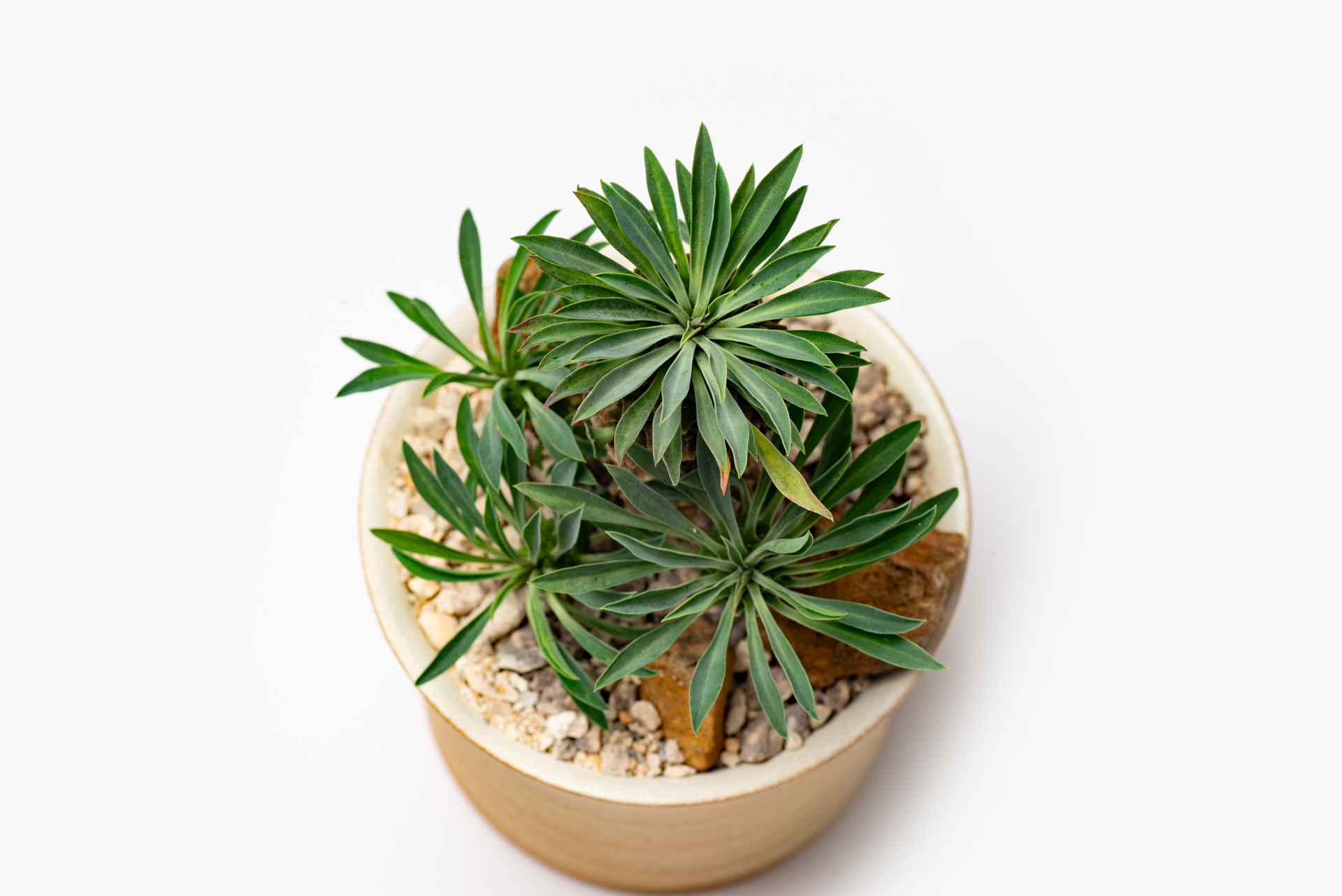 多肉圖鑑:怪魔玉 1 每月一多肉-大戟科怪魔玉植株姿態