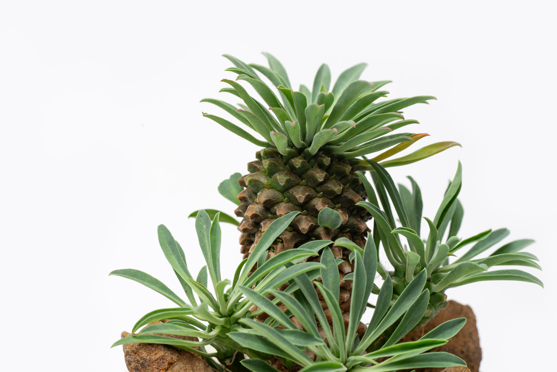 多肉圖鑑:怪魔玉 2 每月一多肉-大戟科怪魔玉頂芽