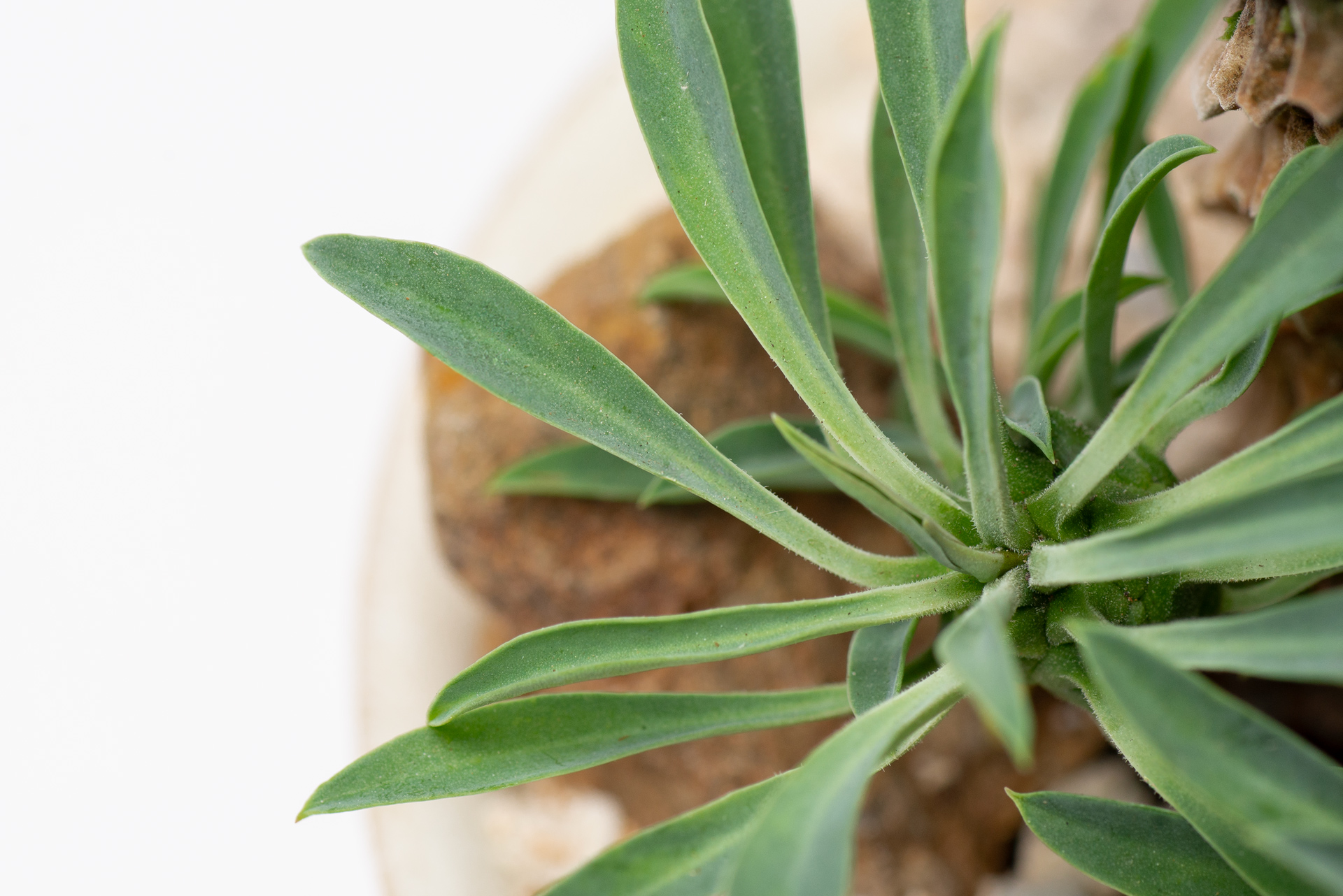 多肉圖鑑:怪魔玉 3 每月一多肉-大戟科怪魔玉細長葉片