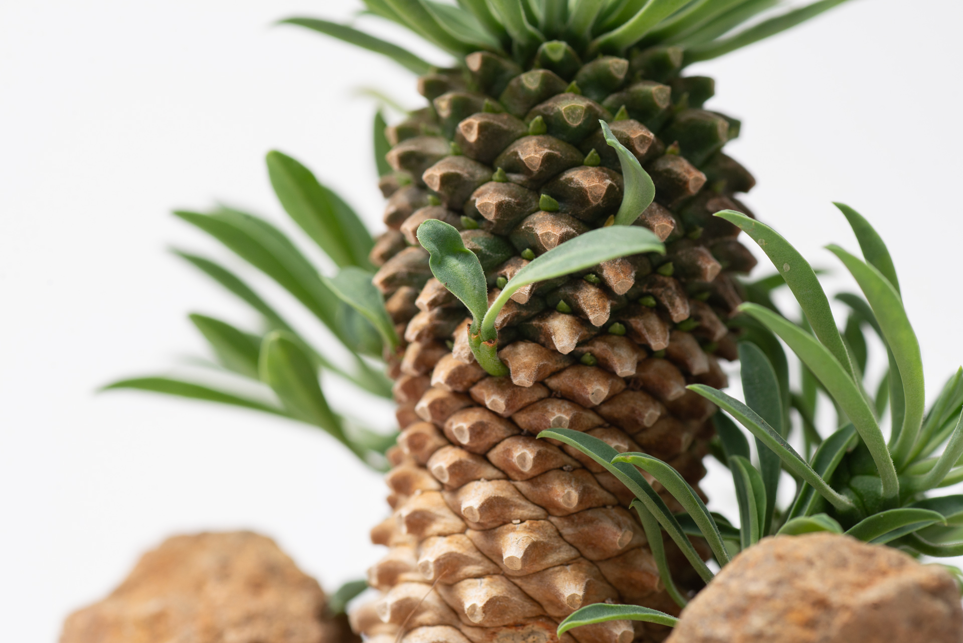 多肉圖鑑:怪魔玉 4 每月一多肉-大戟科怪魔玉側芽