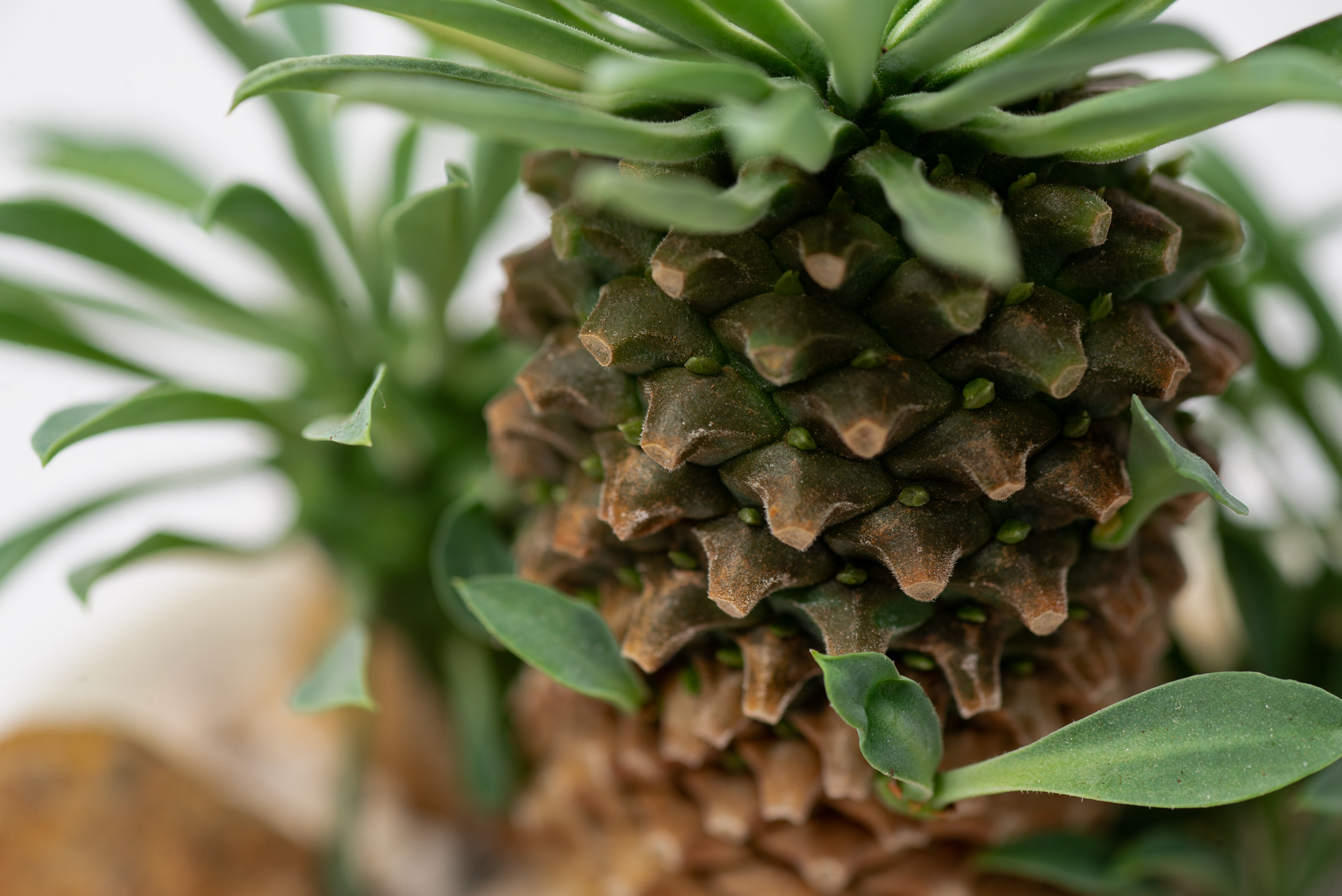 多肉圖鑑:怪魔玉 5 每月一多肉-大戟科怪魔玉