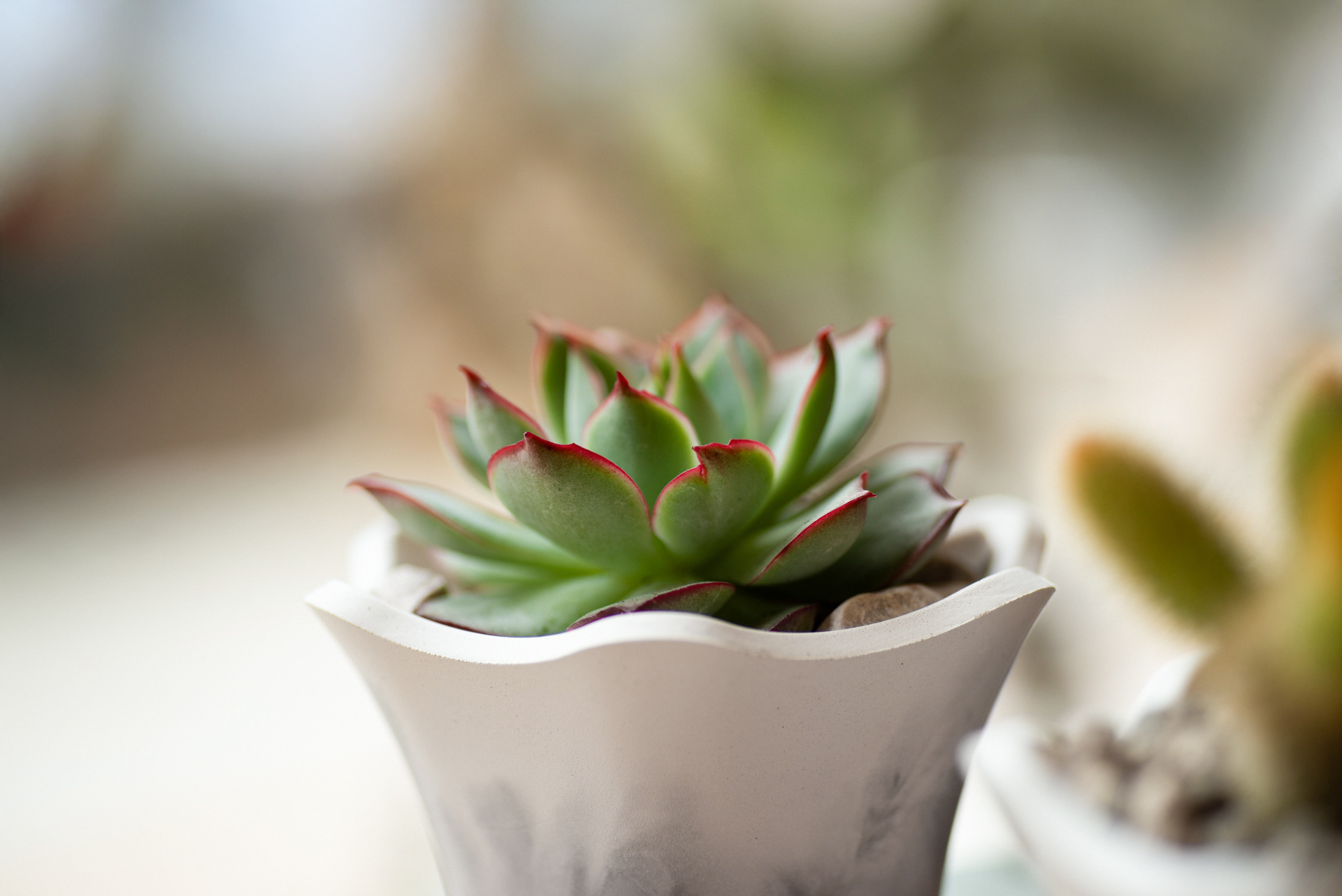 2026 台北體驗課程 一生受用的栽培課程 6 水泥植栽手作課企業包班-多肉植栽