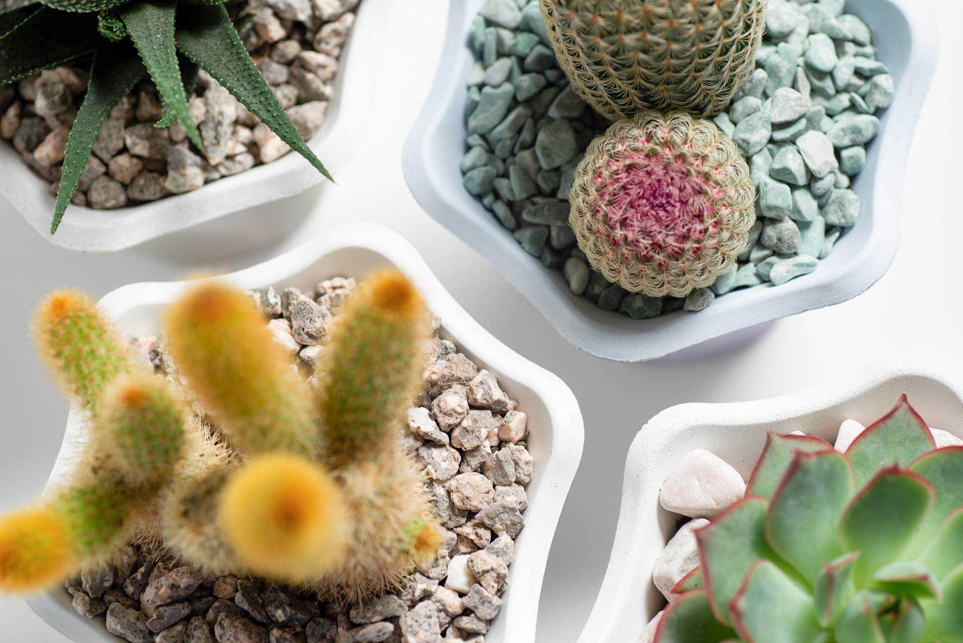 2026 台北體驗課程 一生受用的栽培課程 2 水泥植栽手作課企業包班-植栽俯視