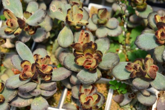 景天科多肉植物 泰迪熊 兔耳