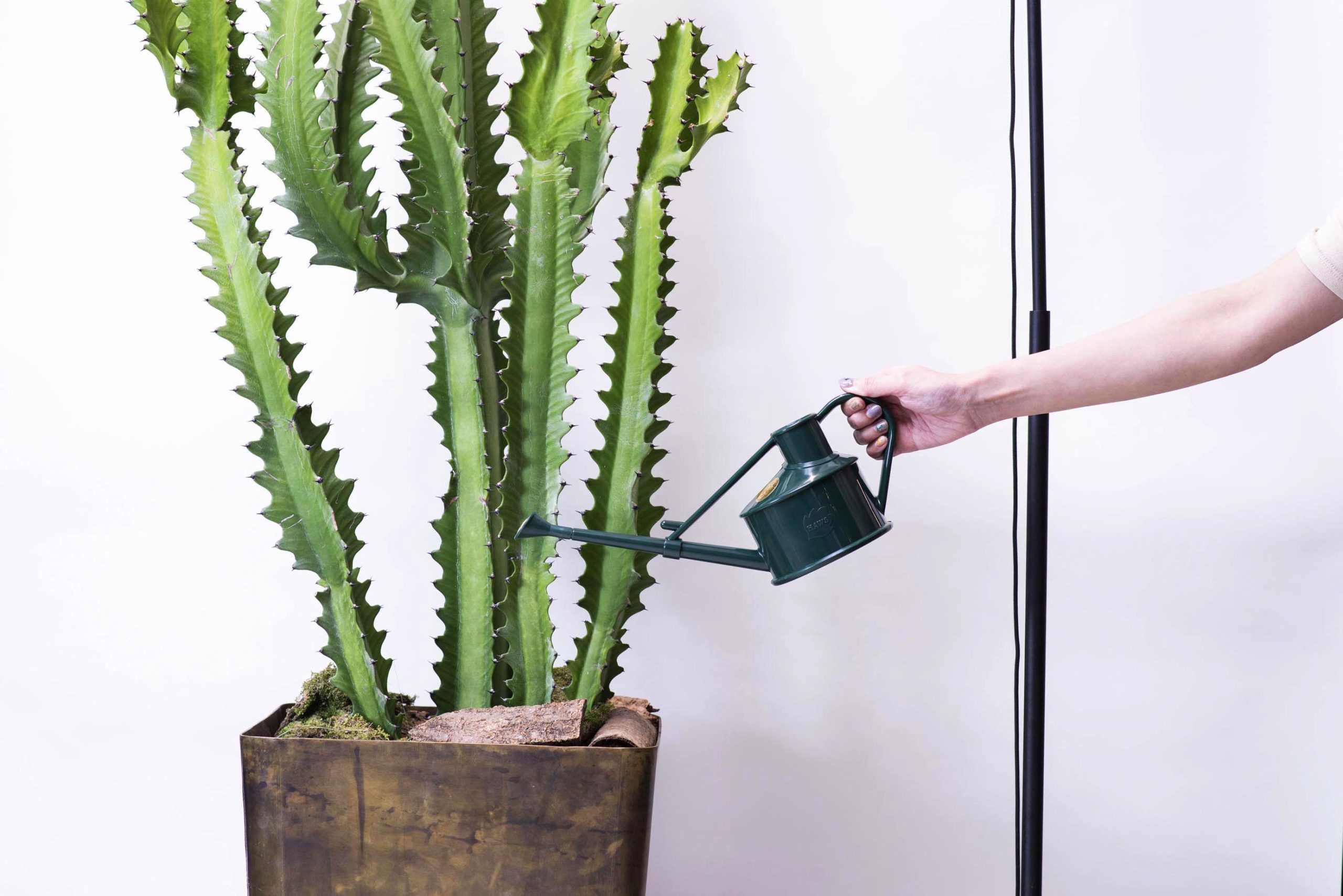 【完整教學】植物照顧終極指南 向黑手指說掰掰 8 【完整教學】植物照顧終極指南 向黑手指說掰掰 澆水大型龍骨黃銅盆器落地型盆栽5 scaled