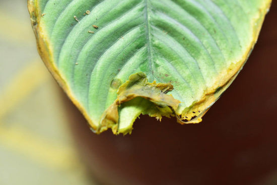 【完整教學】植物照顧終極指南 向黑手指說掰掰 14 濕度不足葉片黃爛