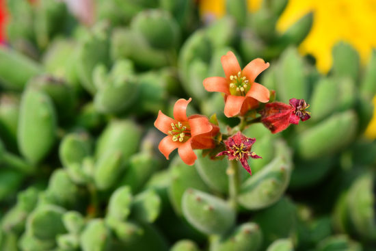 景天科多肉植物 30 景天科多肉植物 熊童子1