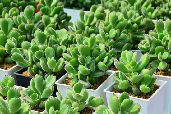 全日照?半日照?教你搞懂植物的需要! 10 全日照?半日照?教你搞懂植物的需要! 熊童子2