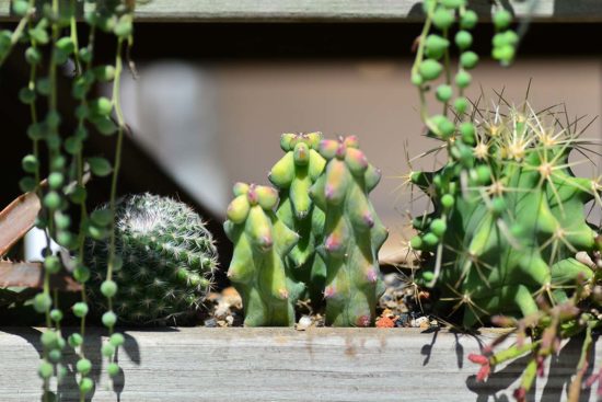 什麼是多肉植物 什麼是多肉植物