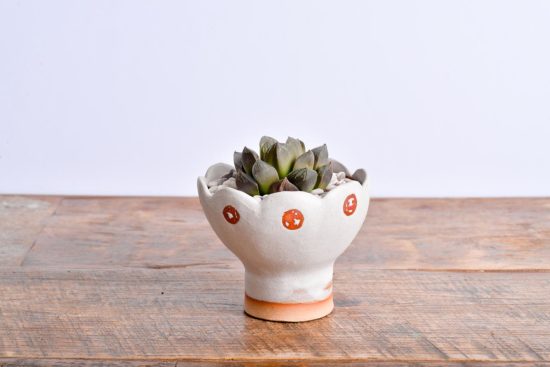 多肉圖鑑：玉露壽 阿福花科 玉露壽 阿福花科 多肉10