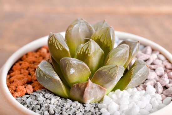 多肉圖鑑:玉露壽 阿福花科 2 多肉圖鑑:玉露壽 阿福花科 玉露壽 阿福花科 多肉15 1