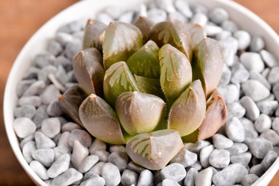 百合科多肉 百合科多肉