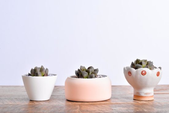 百合科多肉 百合科多肉