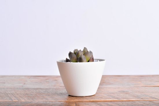 多肉圖鑑:玉露壽 阿福花科 4 多肉圖鑑:玉露壽 阿福花科 玉露壽 阿福花科 多肉9 1