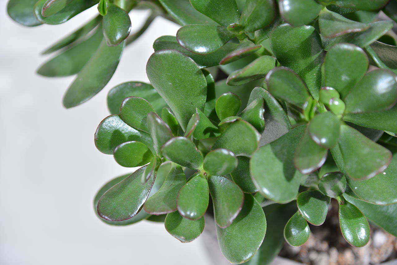 中型大小的多肉發財樹,可愛圓圓厚厚的葉子給人相當療癒的感受,與盆器搭配而成的發財樹盆栽更是送禮的好選擇 中型大小的多肉發財樹,可愛圓圓厚厚的葉子給人相當療癒的感受,與盆器搭配而成的發財樹盆栽更是送禮的好選擇