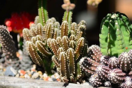 植物照顧的關鍵因素 植物照顧的關鍵因素