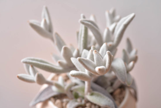 景天科多肉植物 14 福兔耳多肉盆栽3