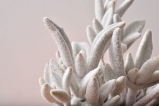 景天科多肉植物 福兔耳多肉盆栽4