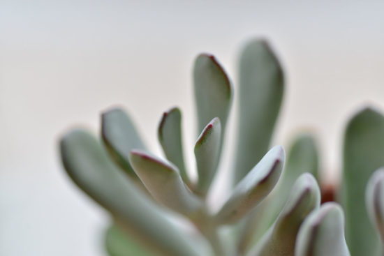 景天科多肉植物 32 景天科多肉植物 福娘 多肉3