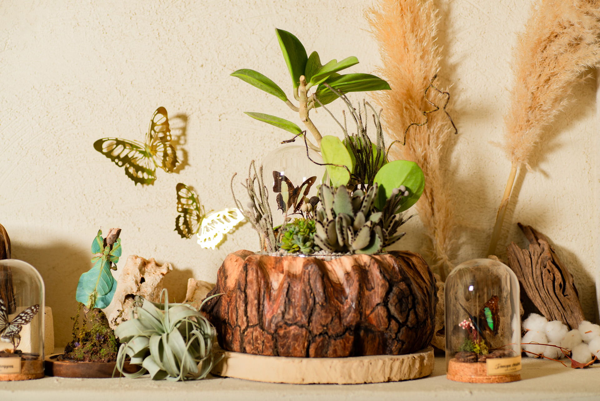 昆蟲標本展陳列