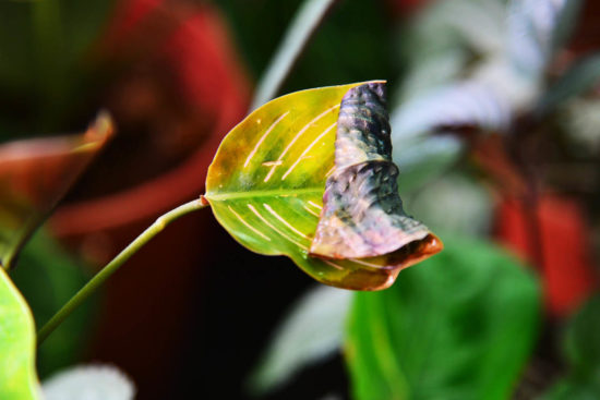 濕度過低黃葉捲葉