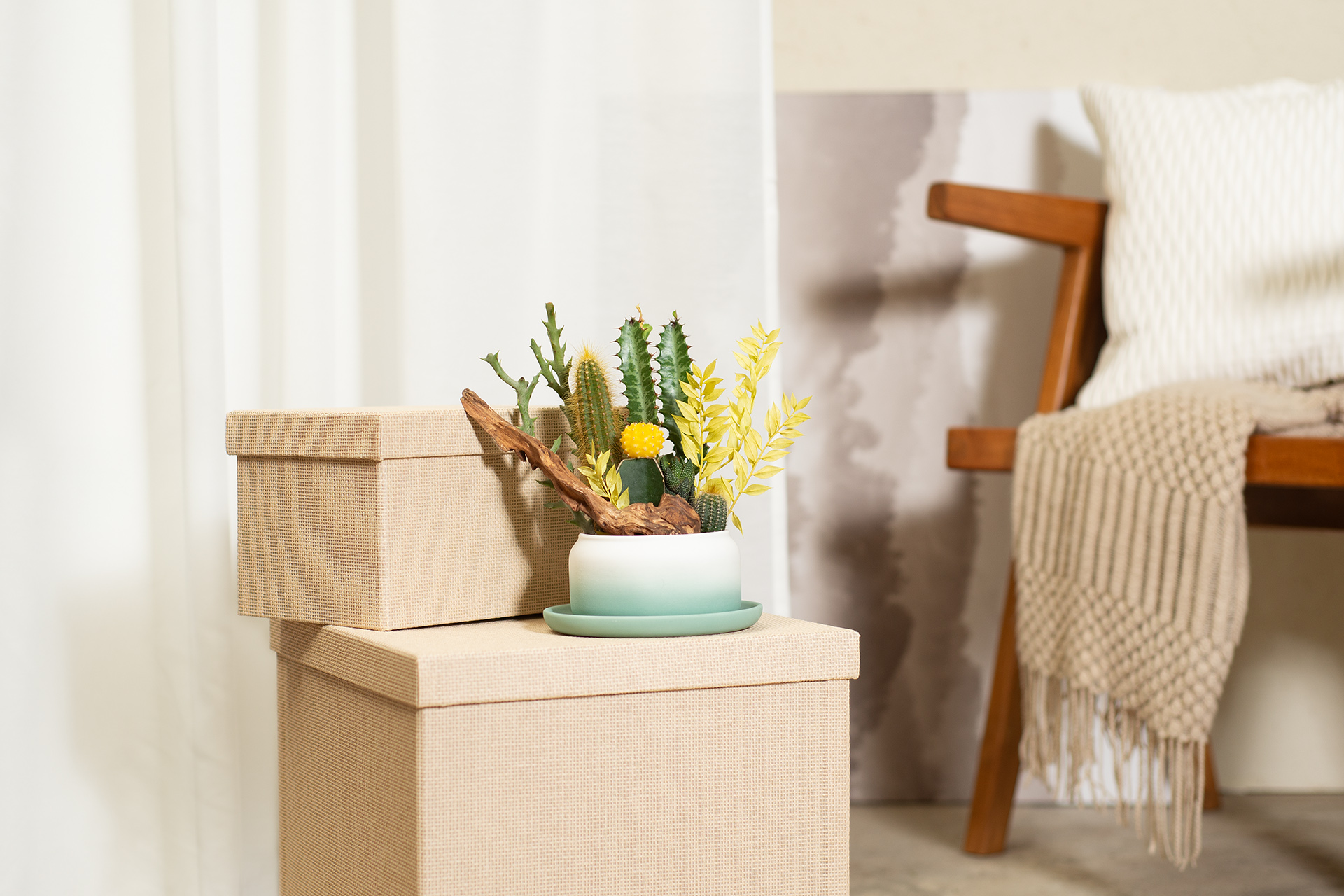 開幕盆栽室內陳列