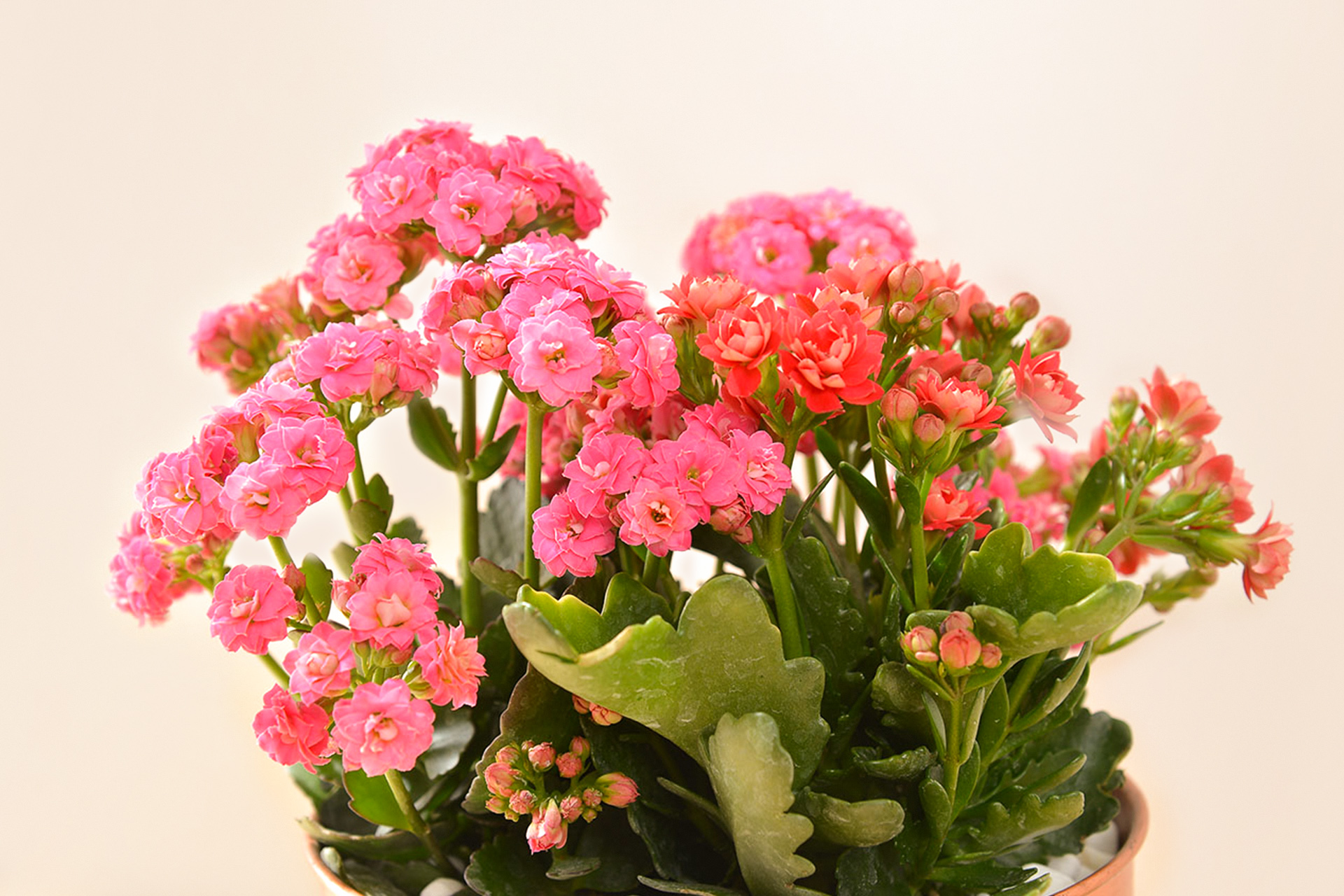 長壽花與蘭花,春節開花盆栽怎麼選? 2 長壽花與蘭花,春節開花盆栽怎麼選? 紅花與黃花長壽花盆栽 9 30 拷貝