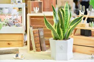 全日照?半日照?教你搞懂植物的需要! 12 全日照?半日照?教你搞懂植物的需要! 網路花店 byhy虎尾蘭 1280x853 03