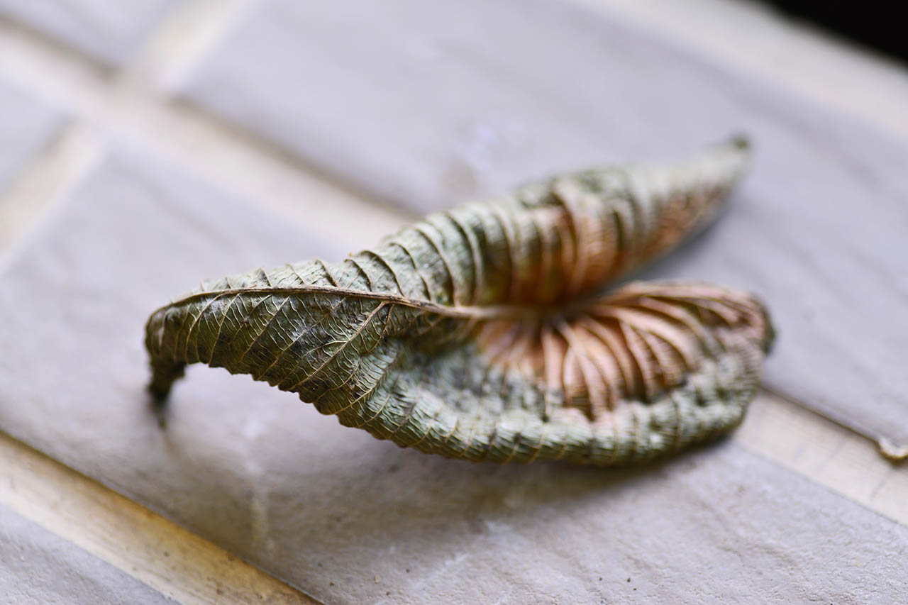 水分不足的乾燥黃葉