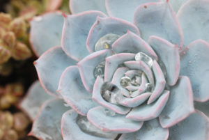 景天科多肉植物 22 老樂