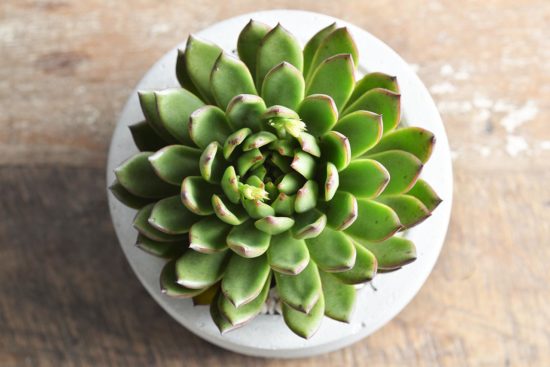 景天科多肉植物 26 景天科多肉植物 聖誕東雲 多肉植物 Echeveria Agavoides cv. Christmas eve2