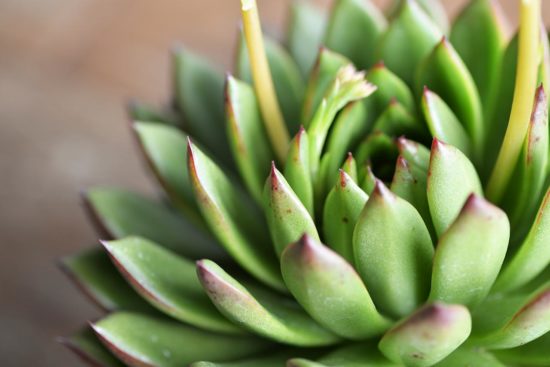 聖誕東雲 多肉植物 Echeveria Agavoides cv. Christmas eve7